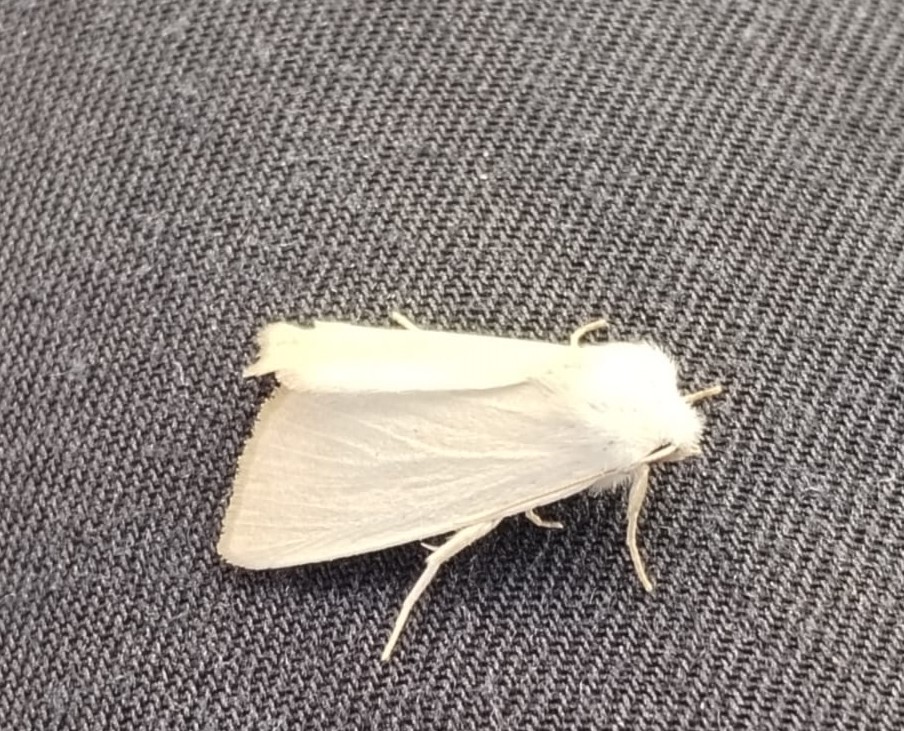 150_moth_species.jpeg