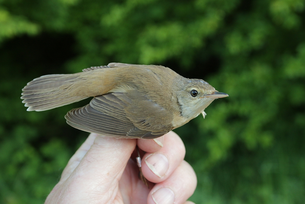 2018 05 26 Acrocephalus sp. IMG 0046