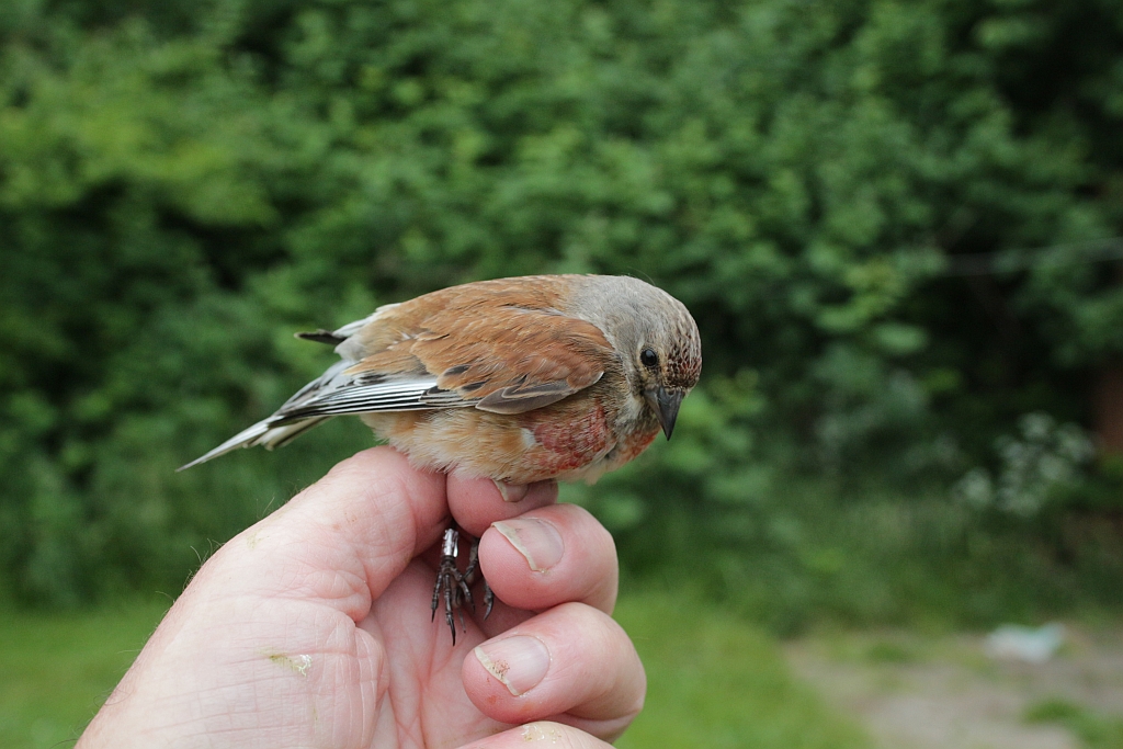 2018 06 04 tornirisk IMG 0280