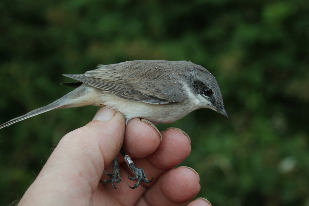 2018 07 20 gaerdesanger IMG 0591