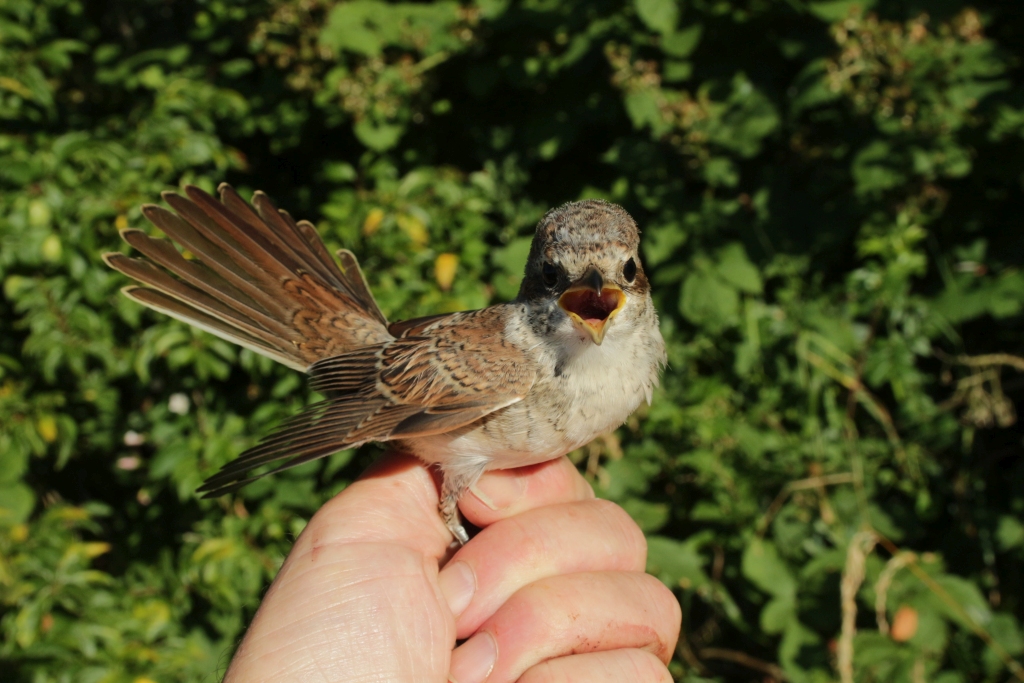 2018 07 20 rodrygget tornskade IMG 0595