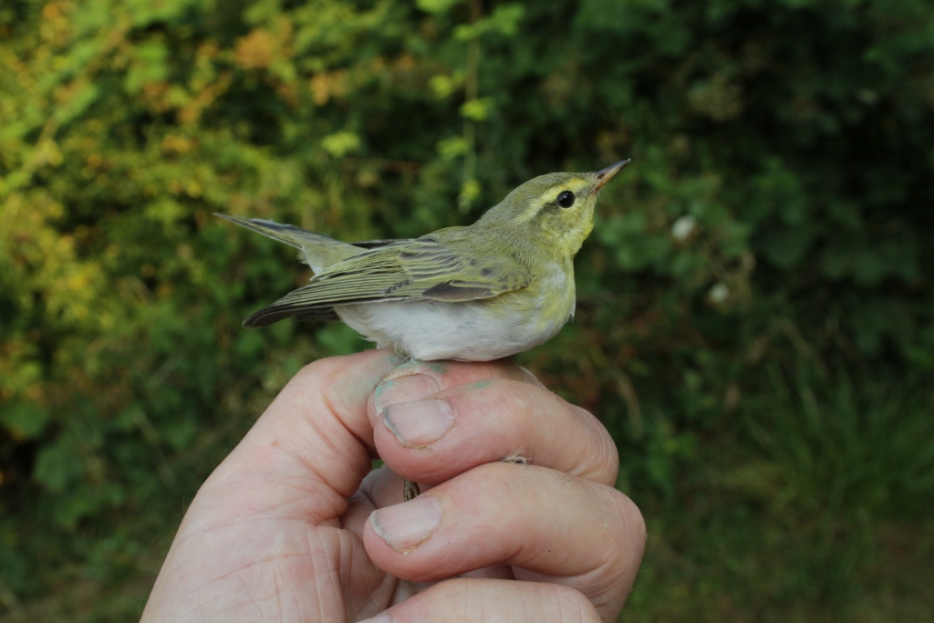 2018 07 26 skovsanger IMG 0775