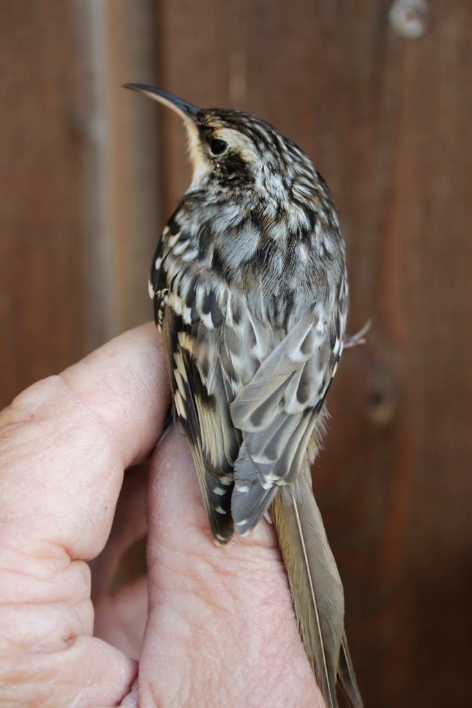 2018 09 25 shorttoed treecreeper IMG 1305