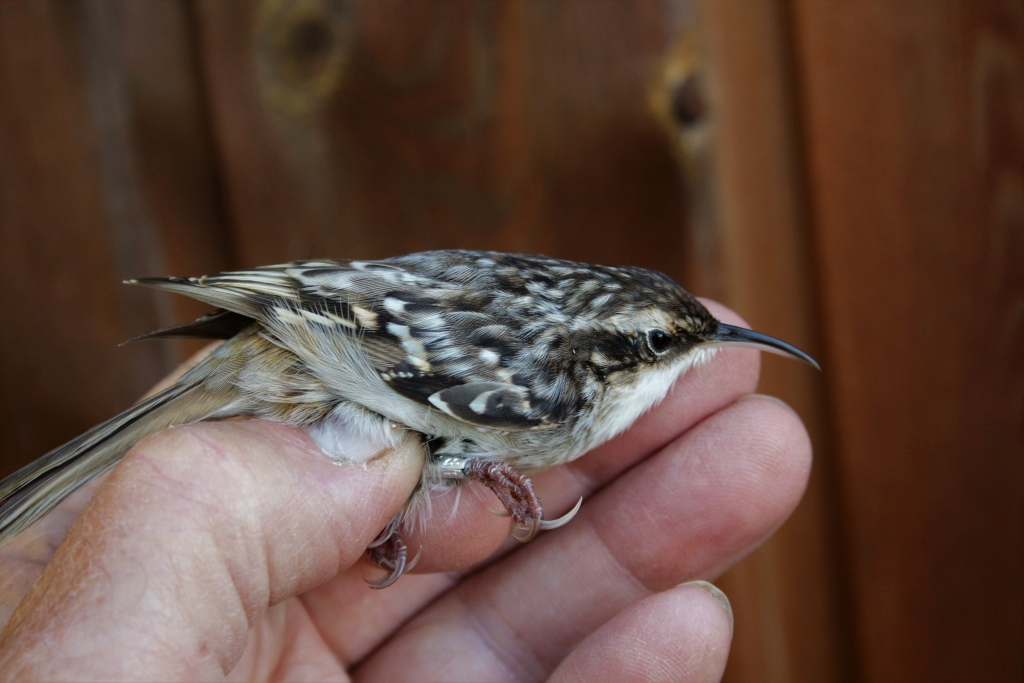 2018 09 25 shorttoed treecreeper IMG 1307