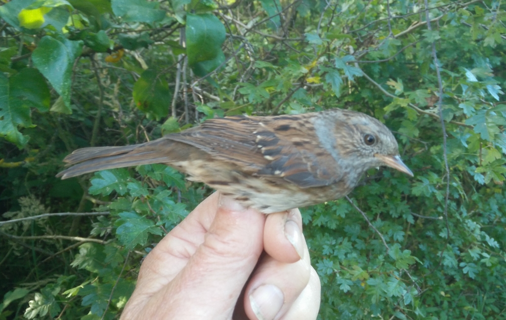 2018 09 24 dunnock