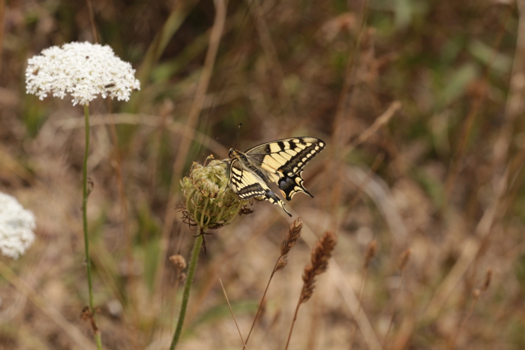 2019 07 28 machaon IMG 2610