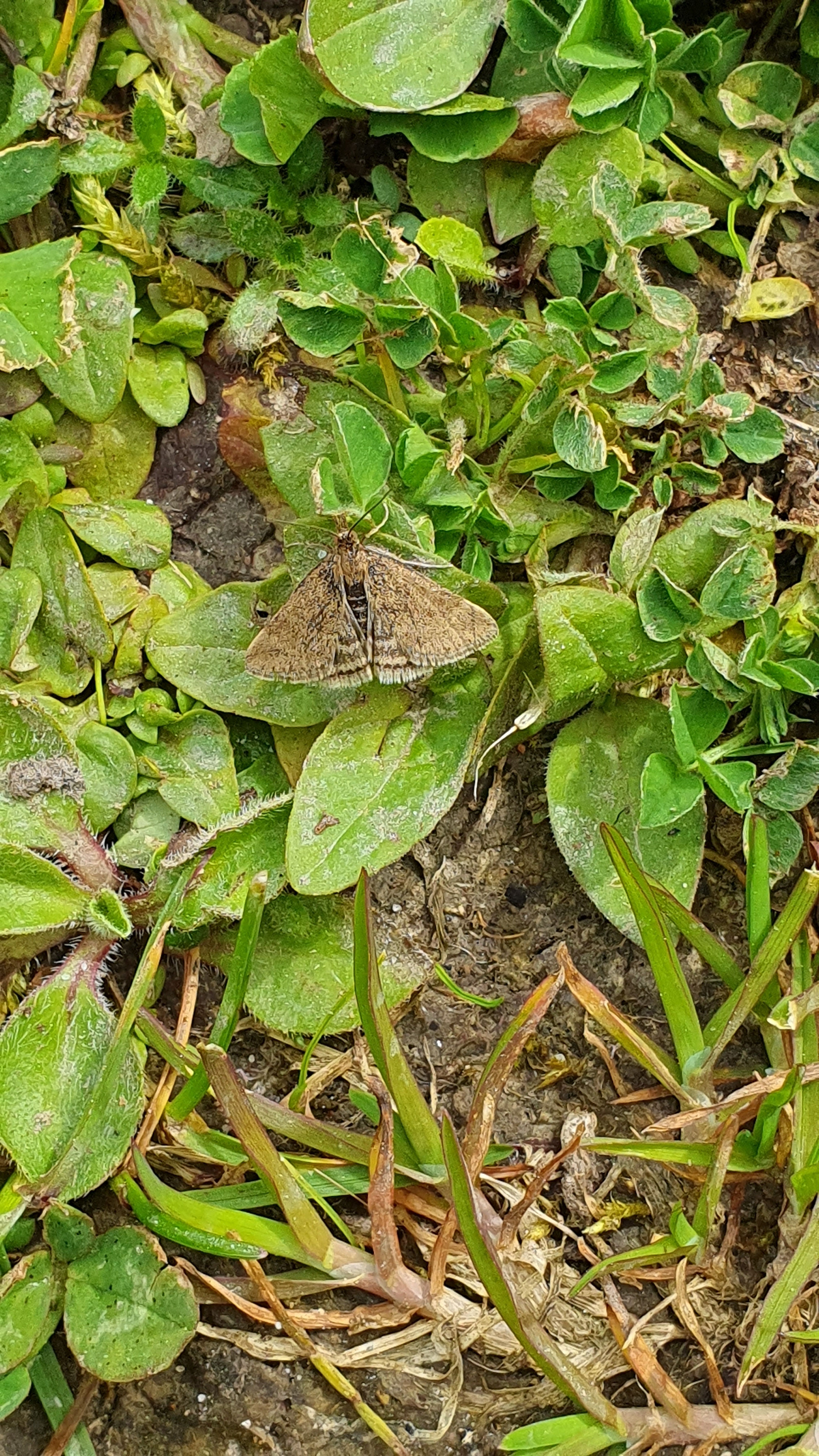2024 05 03 Pyrausta despicata