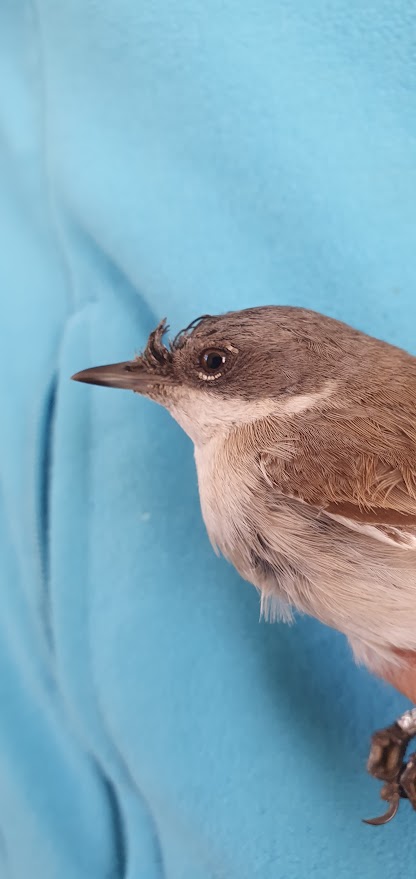 2026 04 30 gærdesanger med pollenhorn