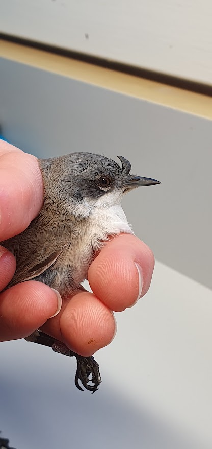 2026 04 30 gærdesanger med pollenhorn 1b