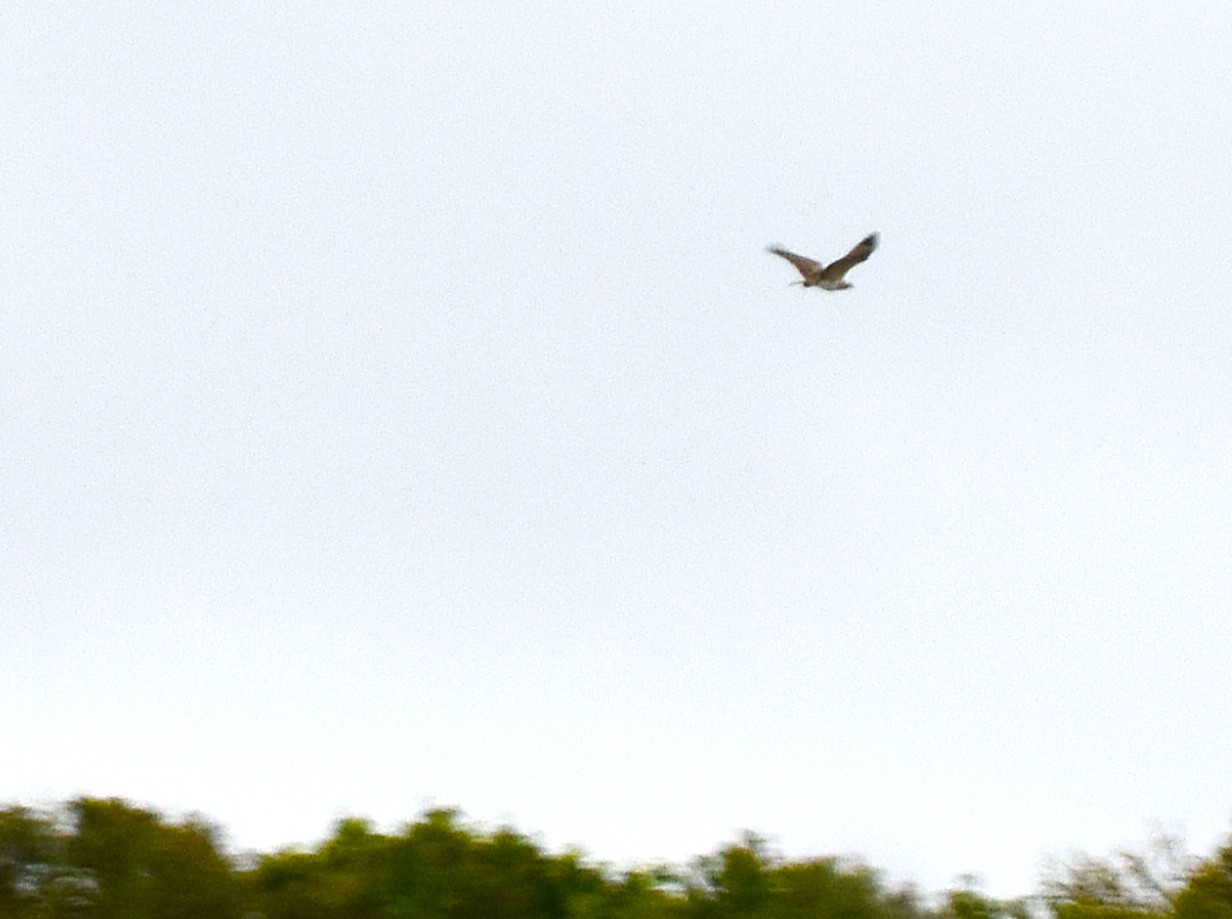 20260904 085830 GEDSER TRÆKTÆLLING FISKEØRN BLR 6493