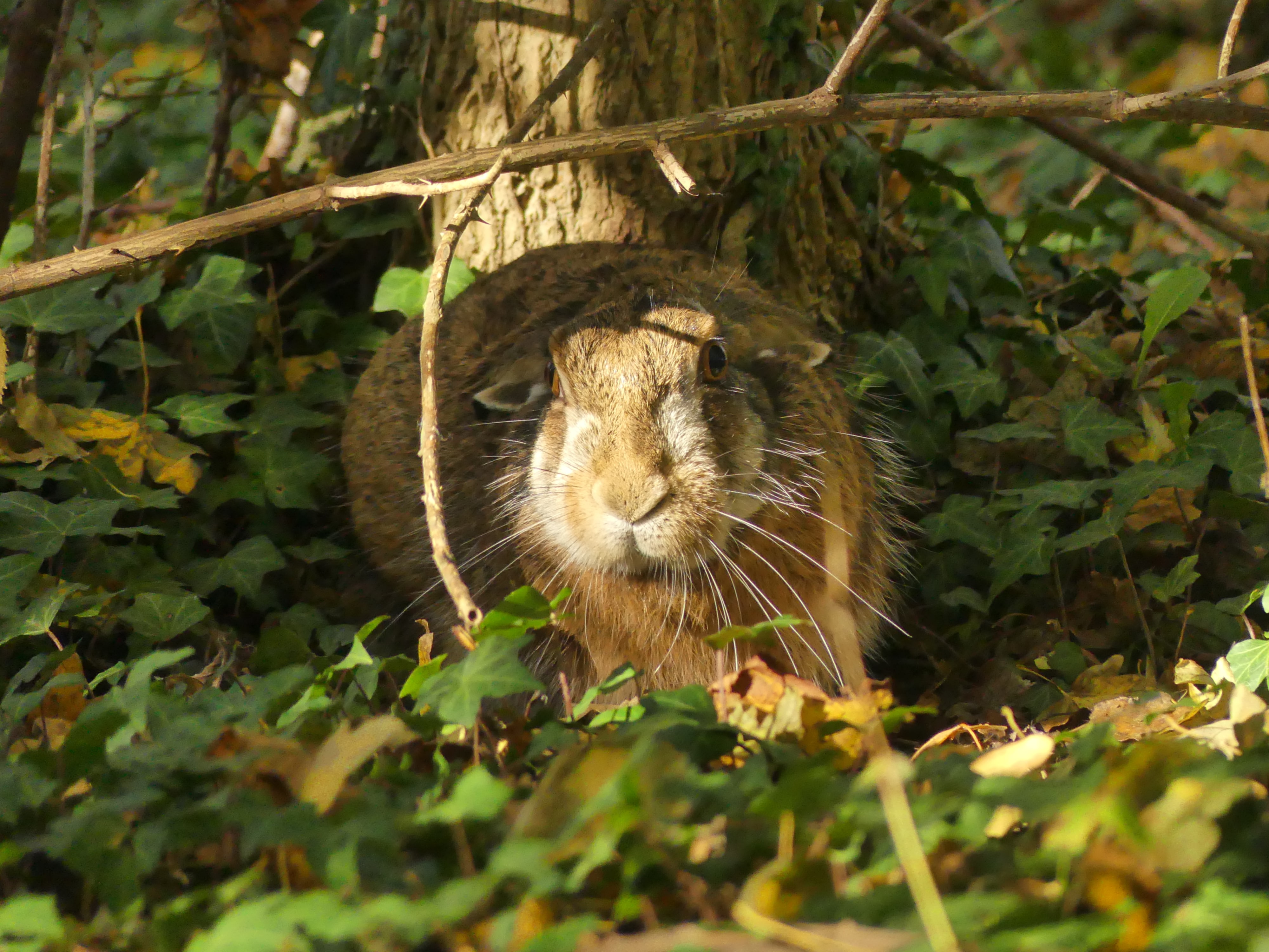 5372dda9 6271 4175 a136 dc765ab5ccfa