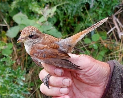 6sep2021 shrike