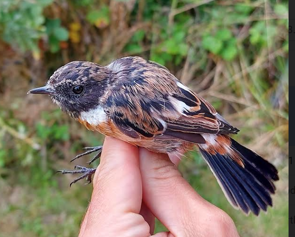 6sep2021 stonechat