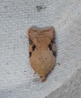 Acleris_slash.jpeg