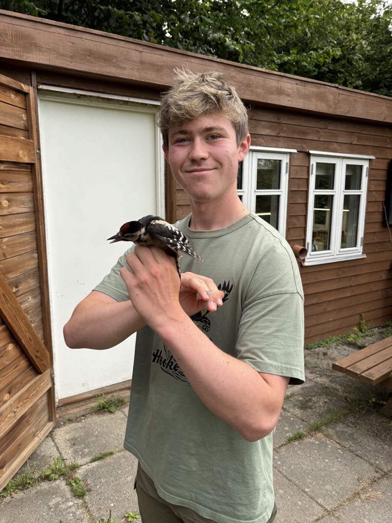 Alex og spætte