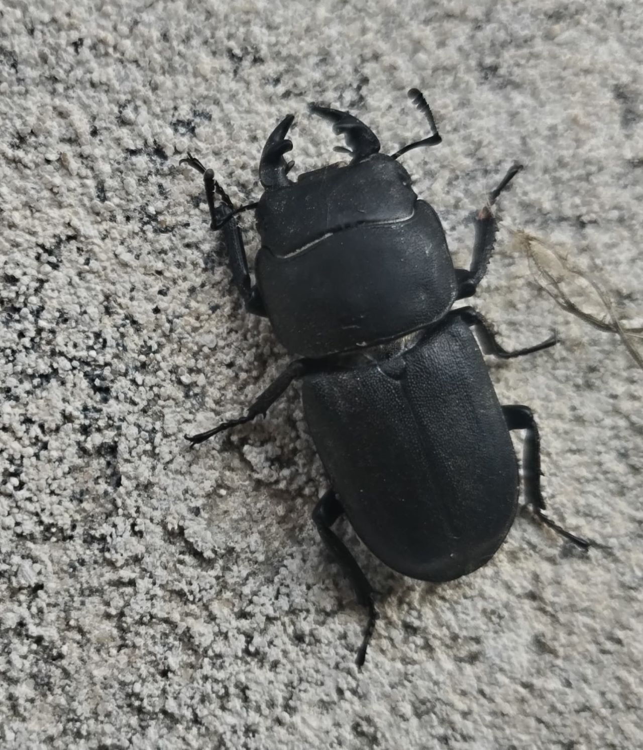 Beetle.jpg