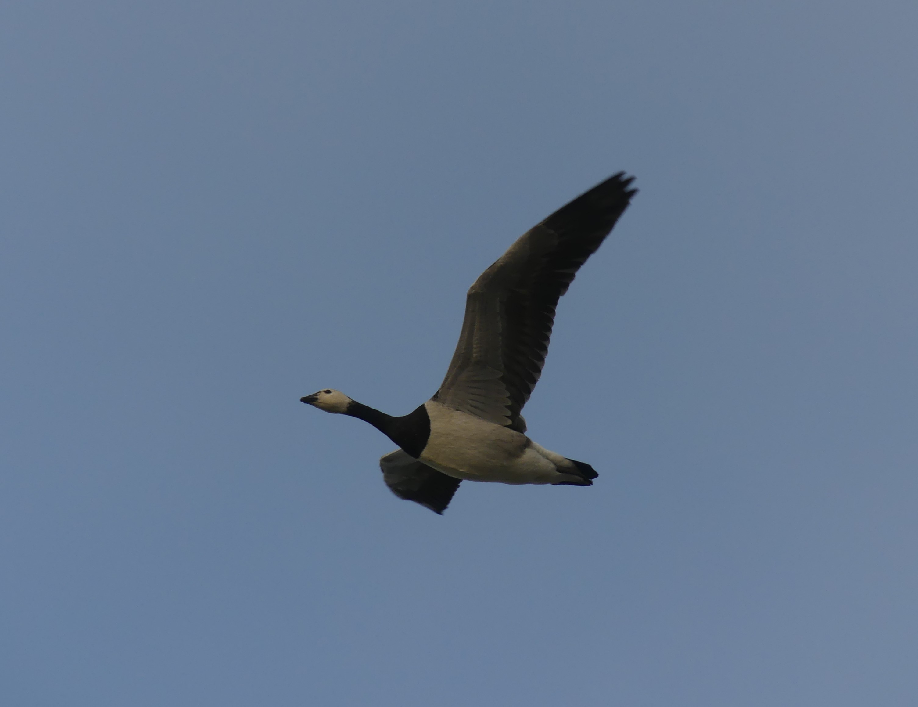 Bernache nonnette Gedser 10 2025 5