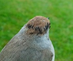 Blackcap