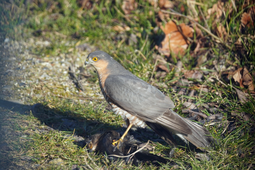 Blog Sparrowhawk 2562