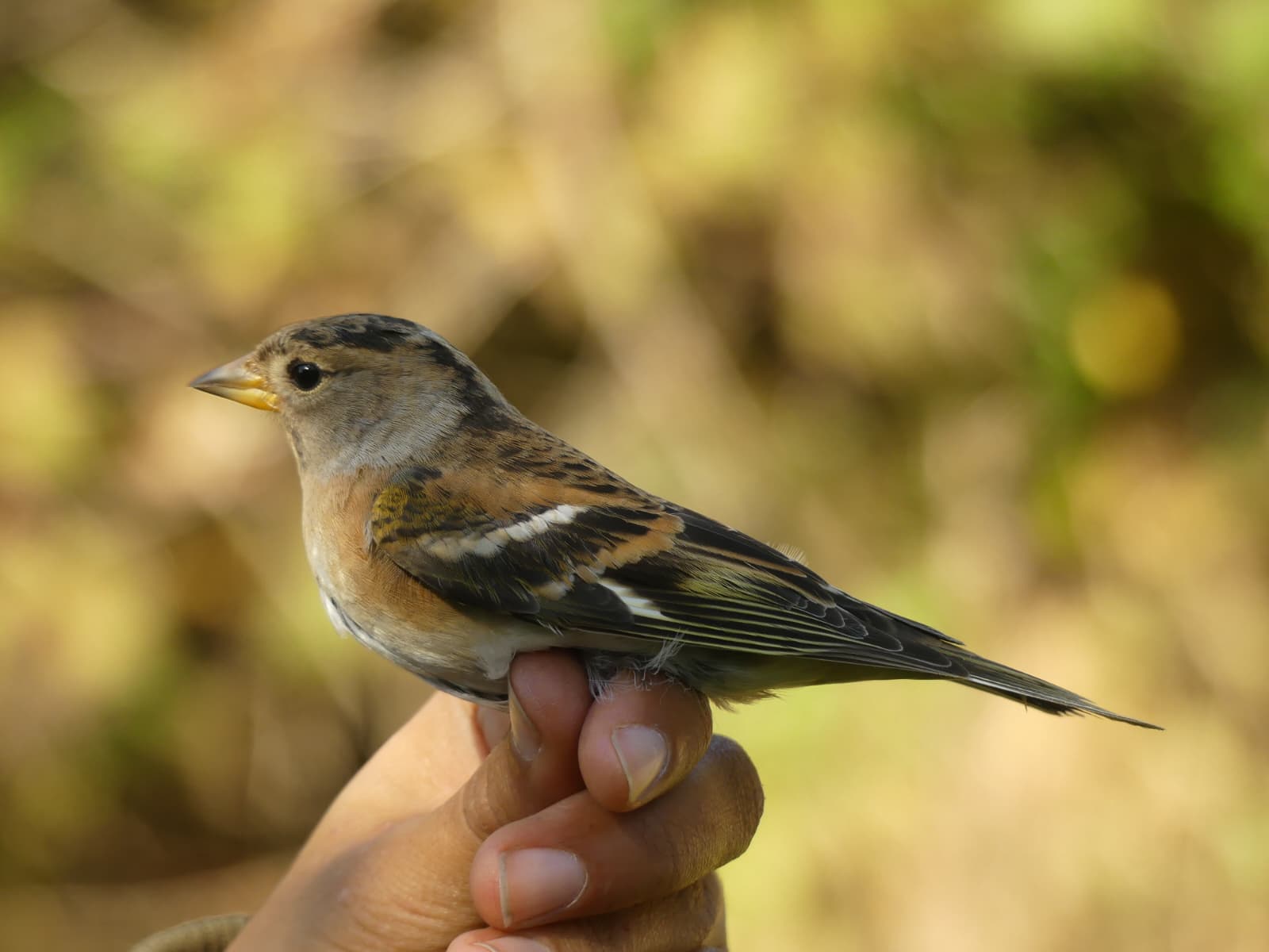 Brambling_female.jpeg