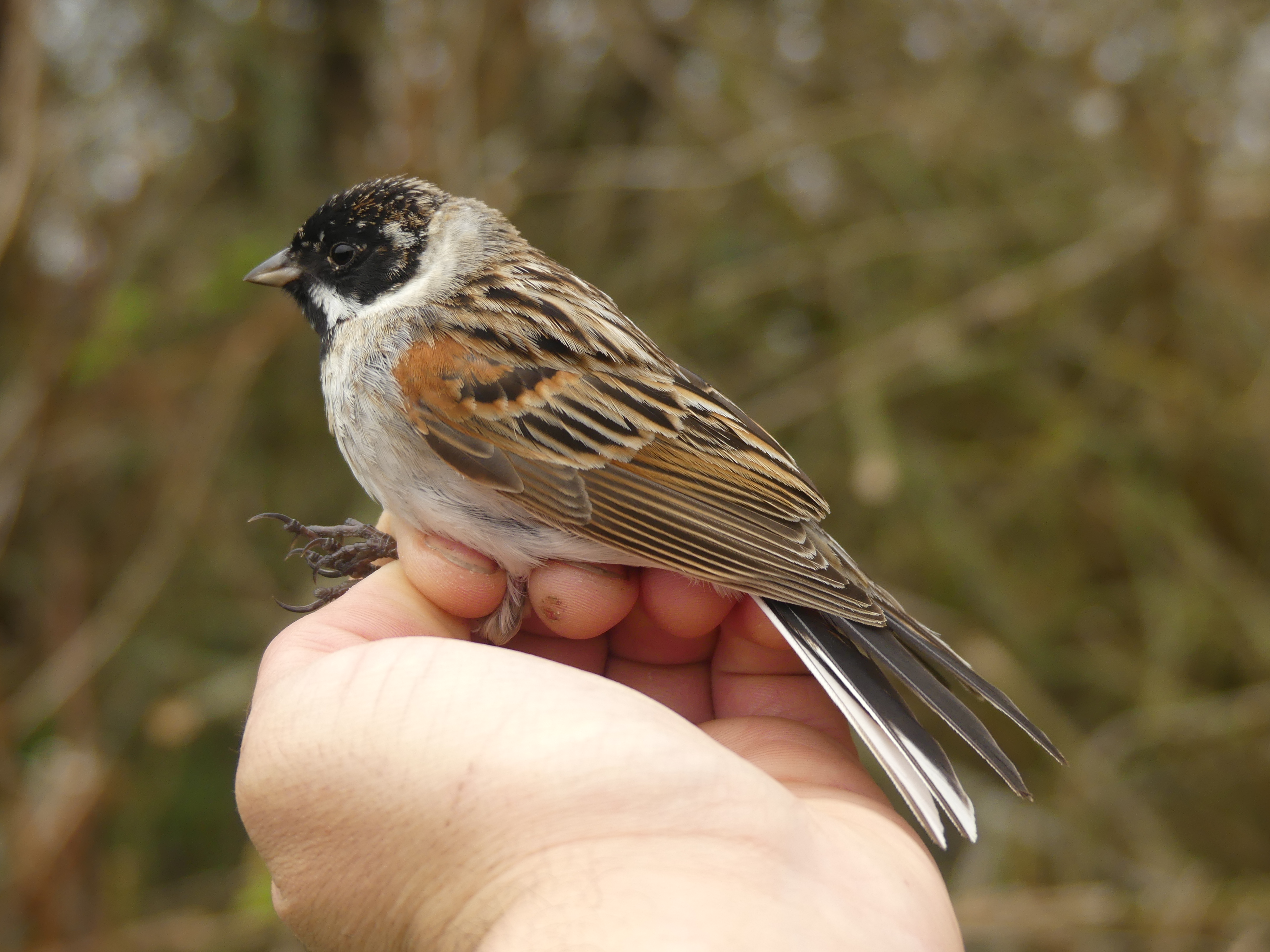 Bruant des roseaux Gedser 16 04 2025 2