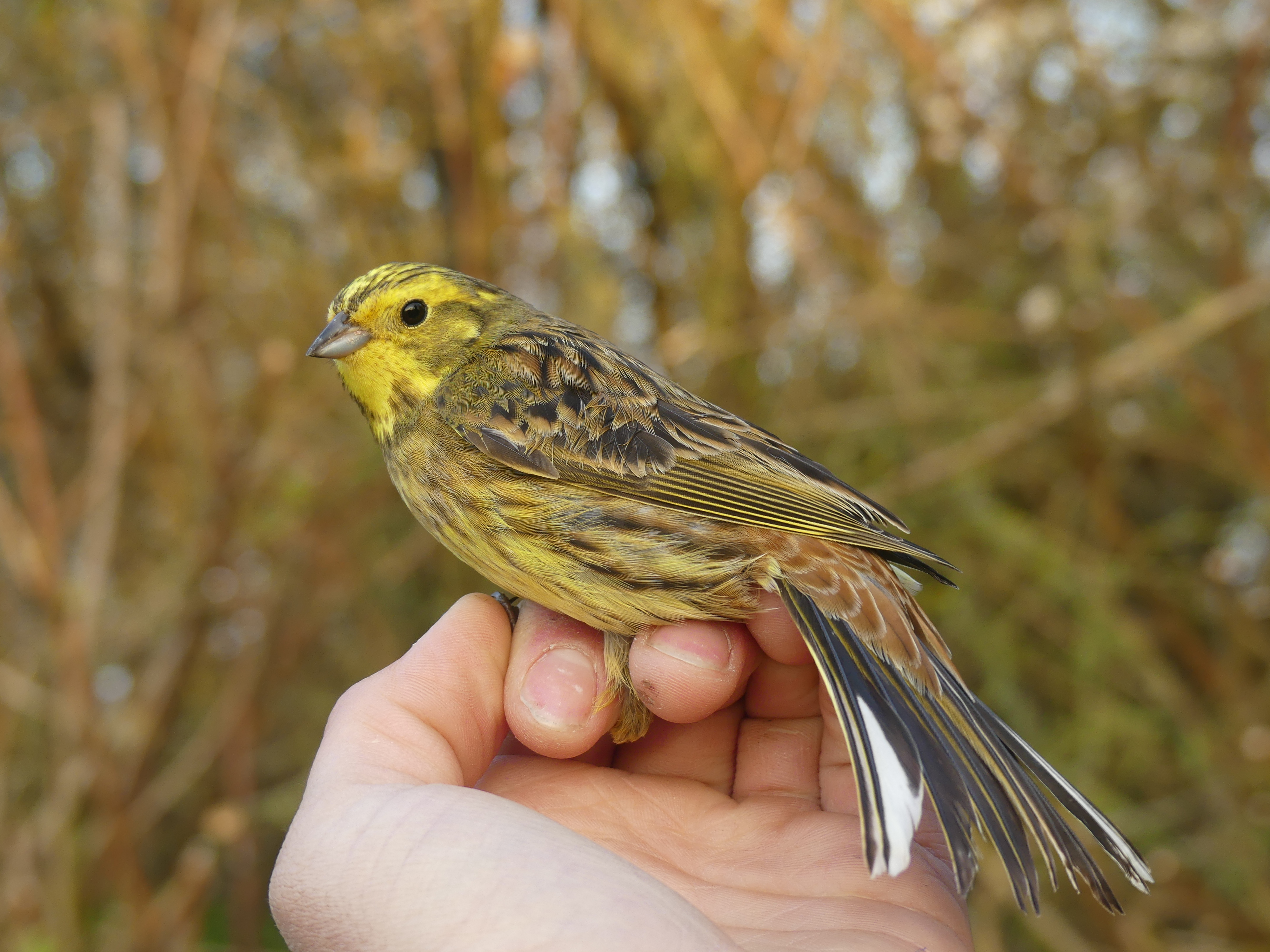 Bruant jaune Gedser 17 04 2026