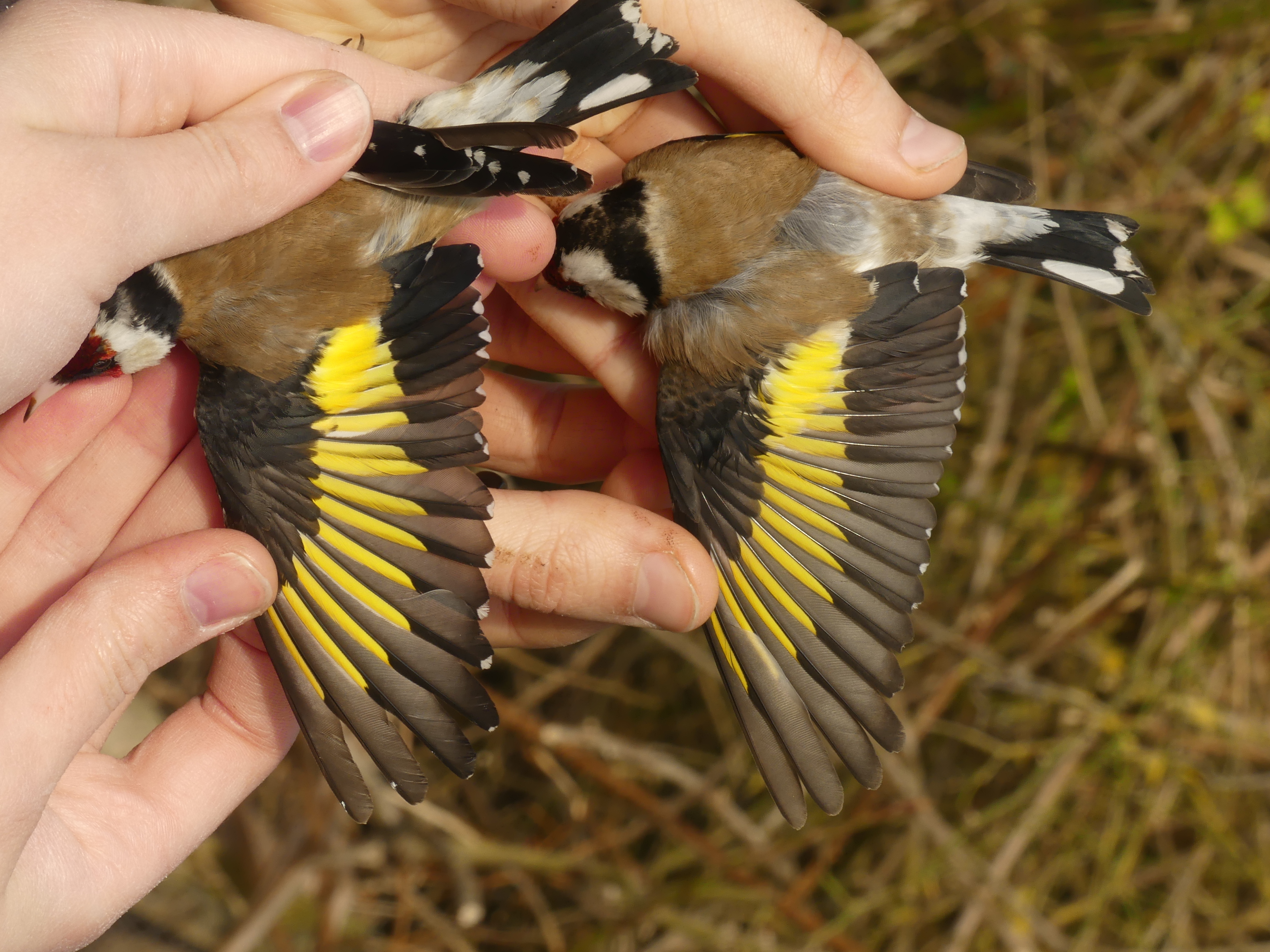 CARLIS M F 2A Gedser 15 04 2026