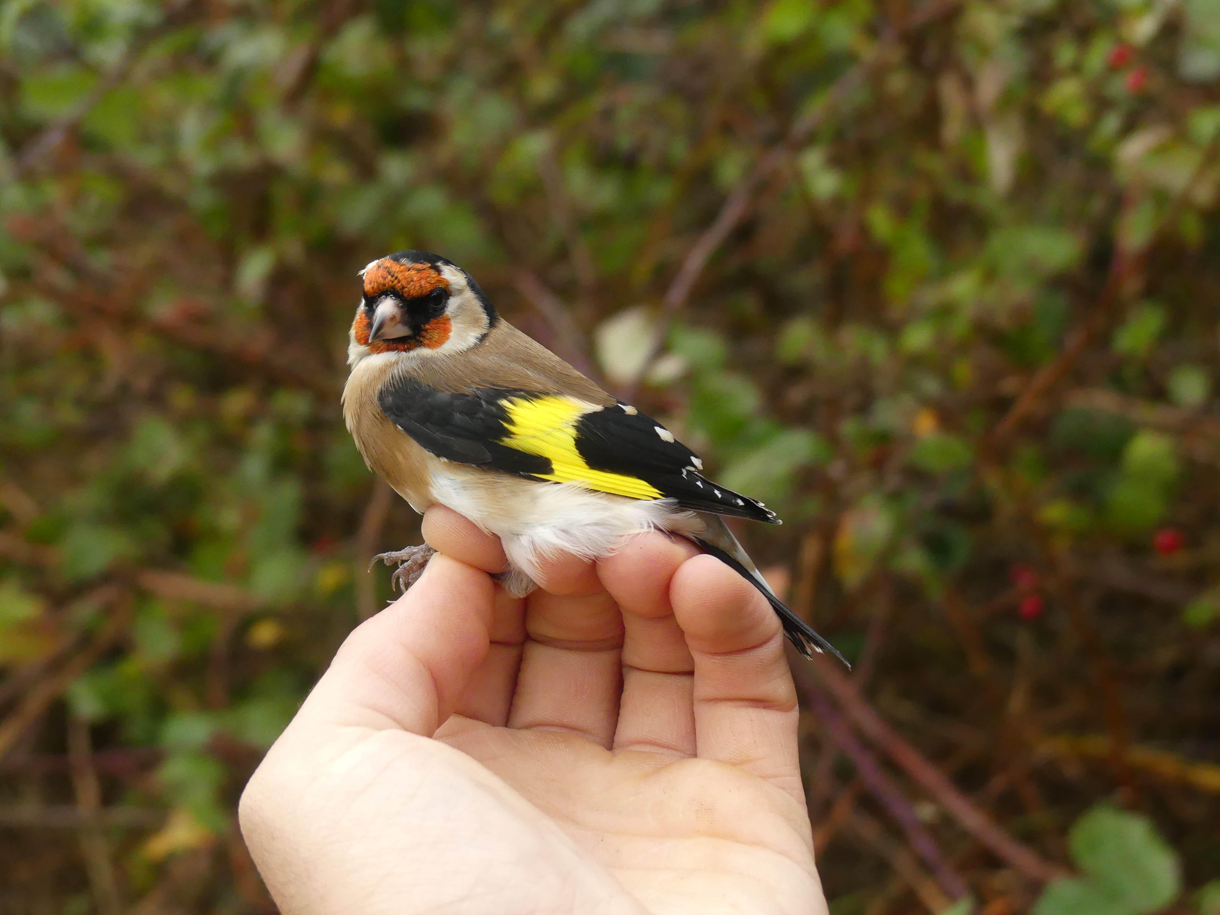 Chardonneret élégant 27 10 2025