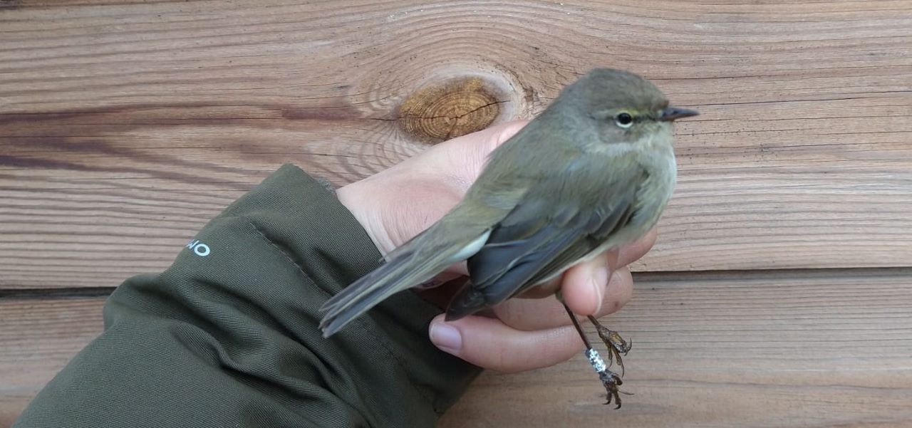 Chiffchaff._res.jpeg