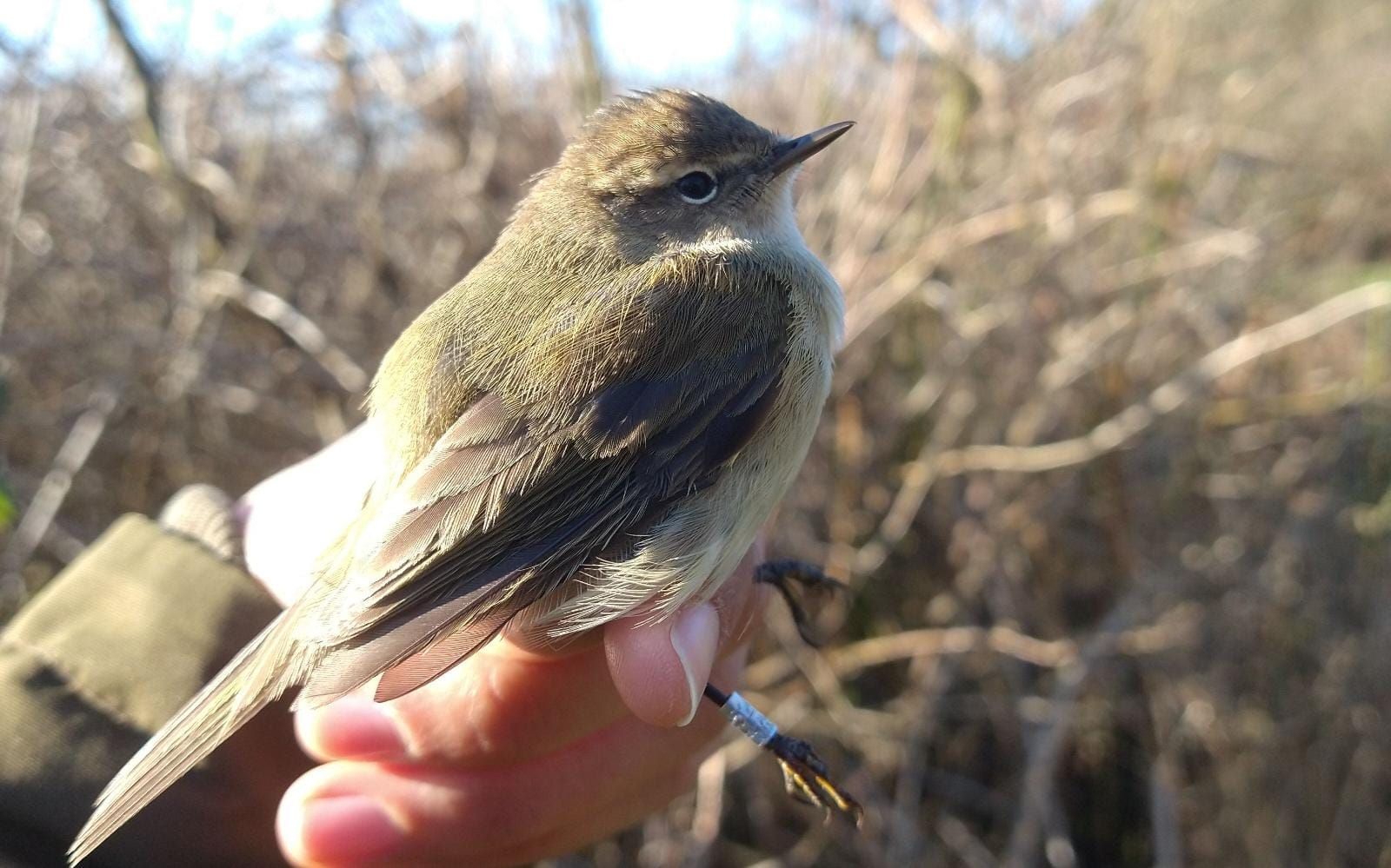 Chiffchaff_april.jpg