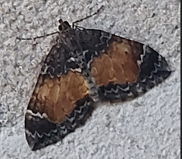 Common Marbled Carpet