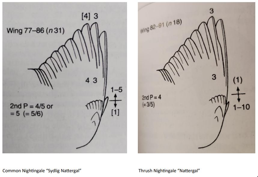Comparison_Nattergal.JPG