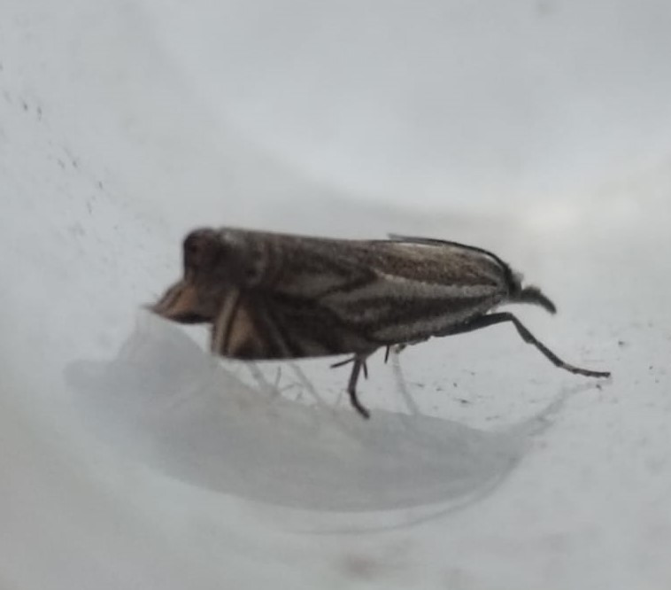 Crambus.jpeg