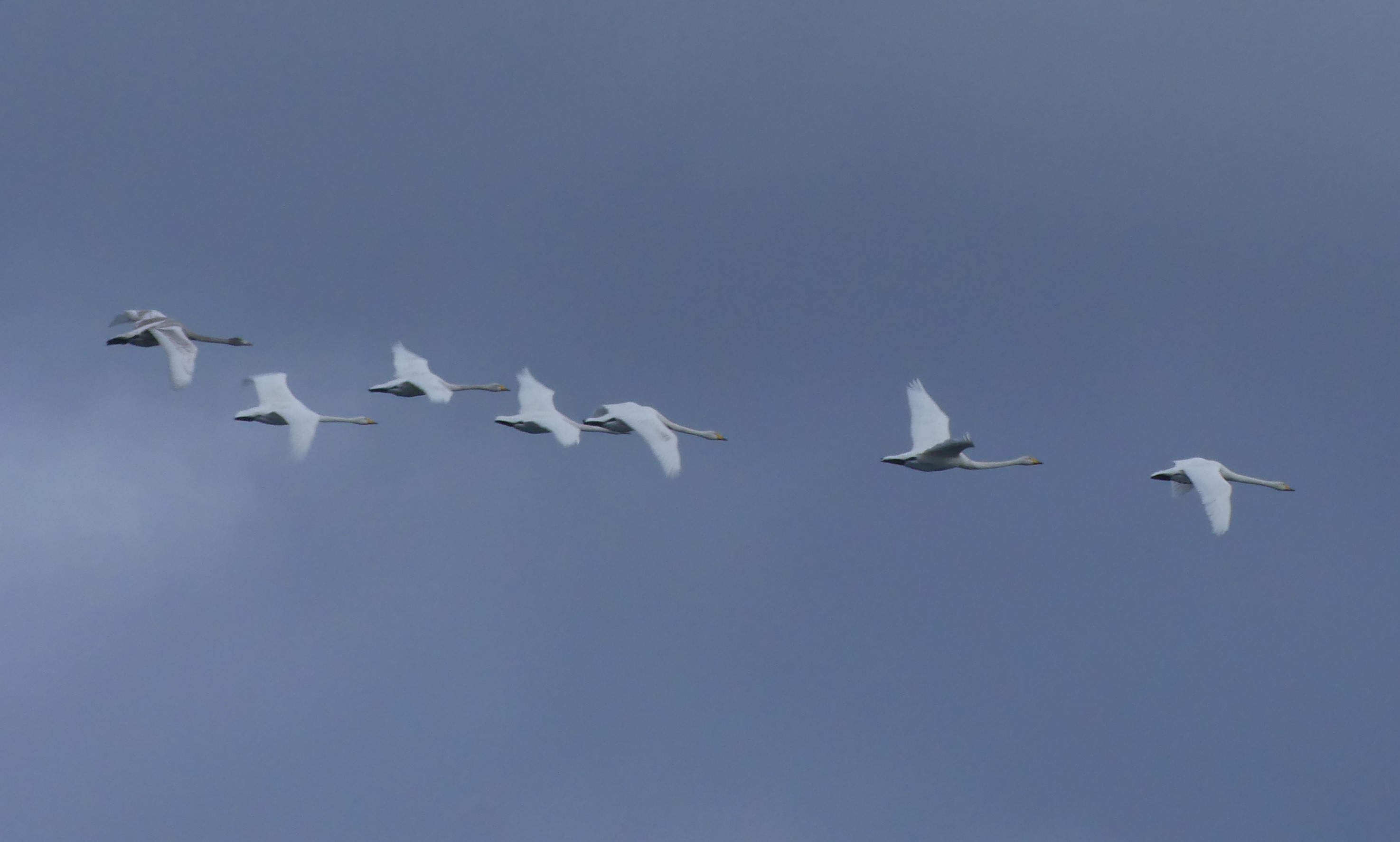 Cygne chanteur Gedser 18 11 2025