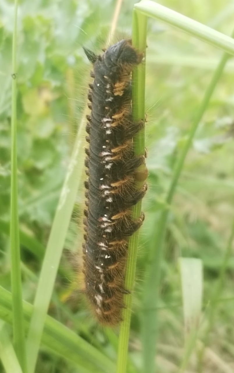 E.potatoria_larvae._res.jpg