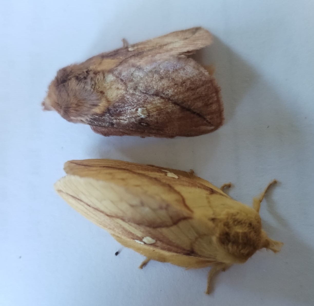 E_potatoria_male_and_female.jpeg