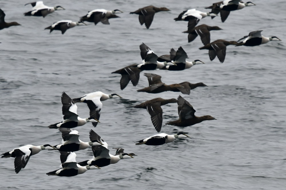 Eiders 20.10.2019 00001