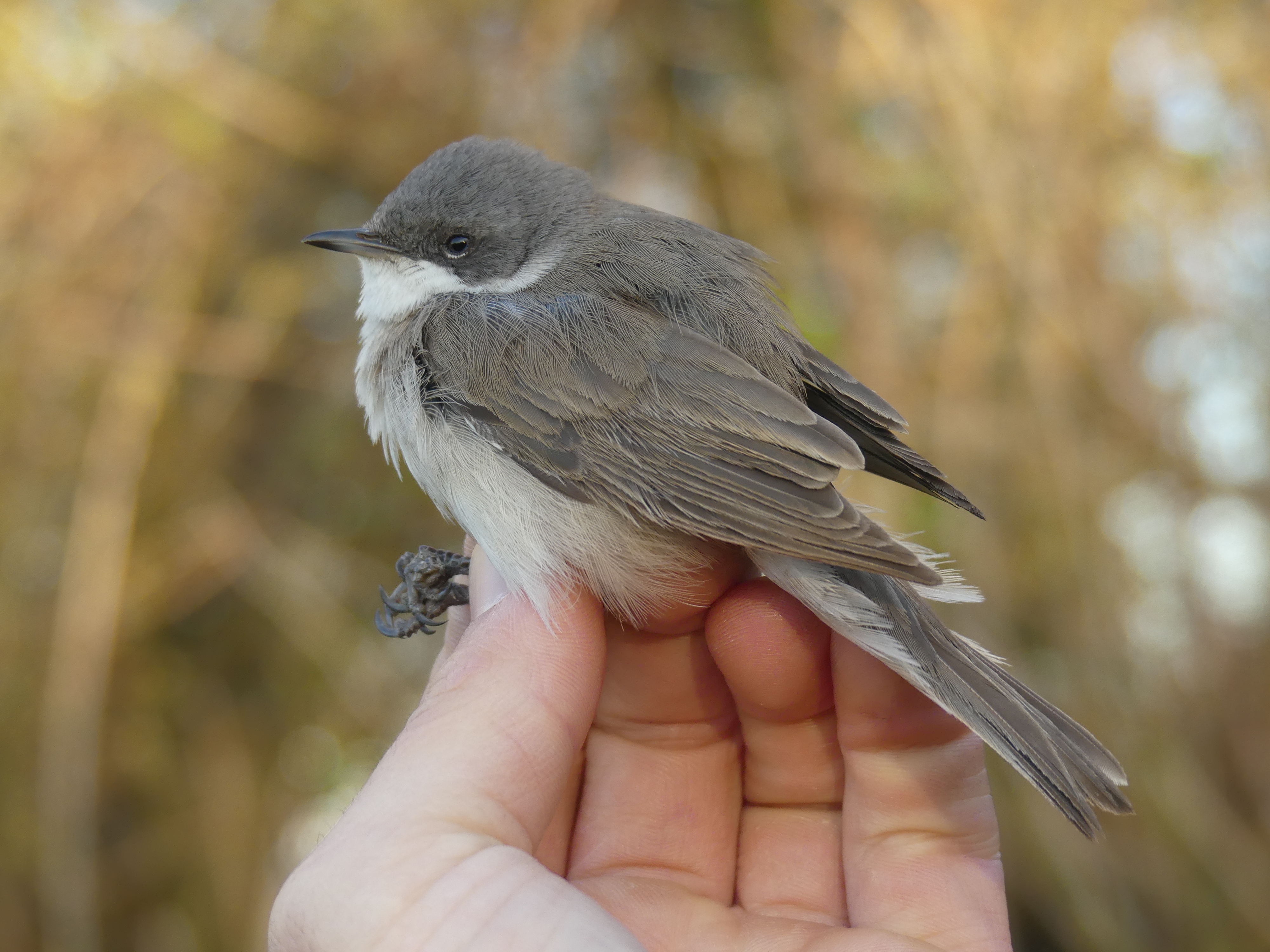 Fauvette babillard Gedser 21 04 2026