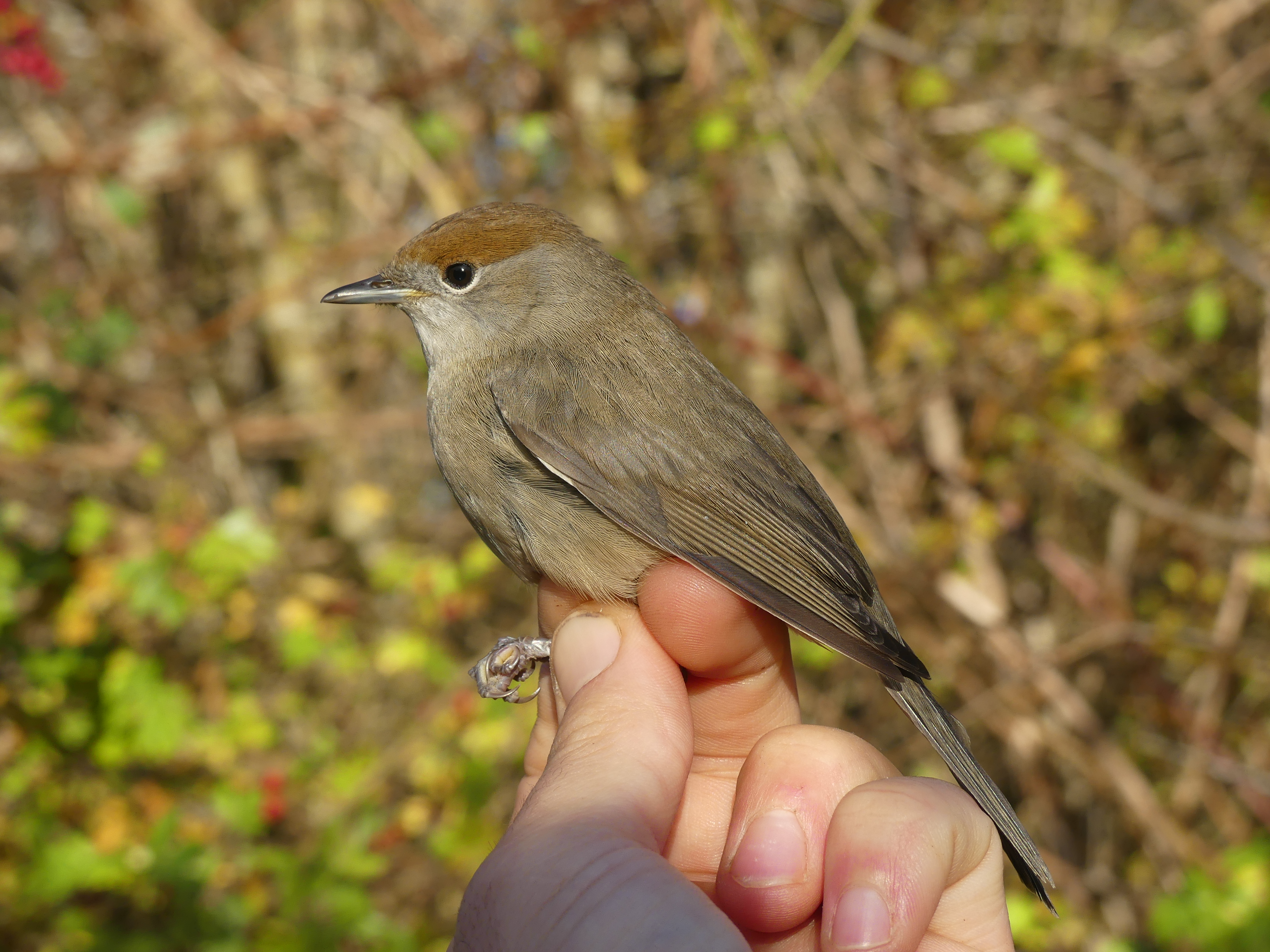 Fauvette à tête noire Gedser 17 11 2025