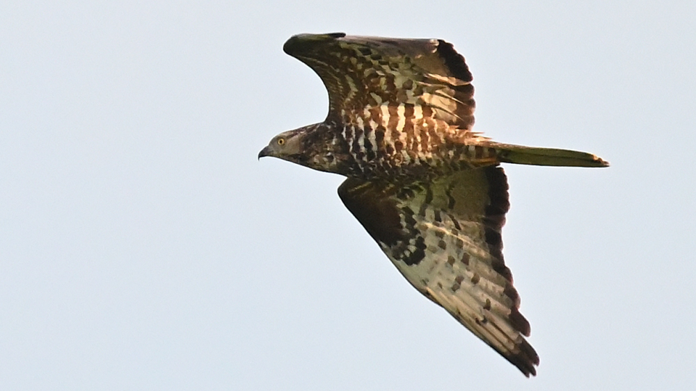 GFU_Pa_3916.JPG