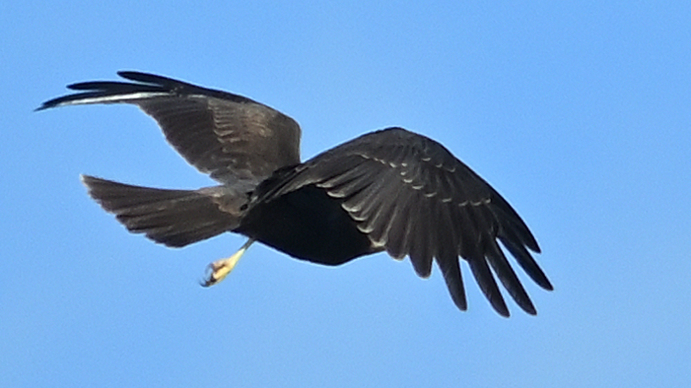 GFU_Rørhøg_3882.JPG