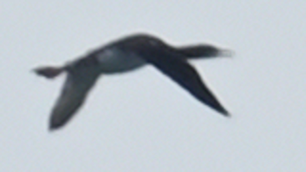 GFU_Storlom_3889.JPG