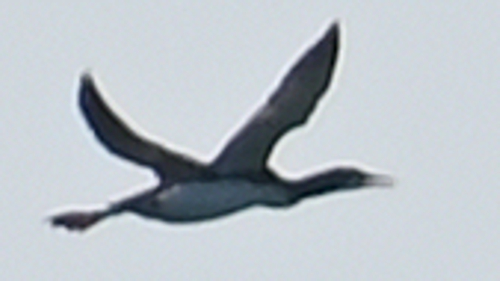 GFU_Storlom_3895.JPG