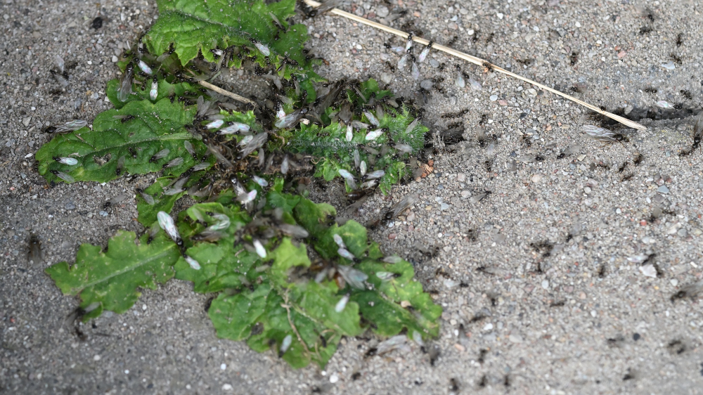 GFU ants 2956