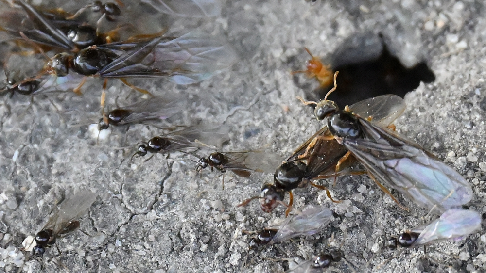 GFU ants 2957