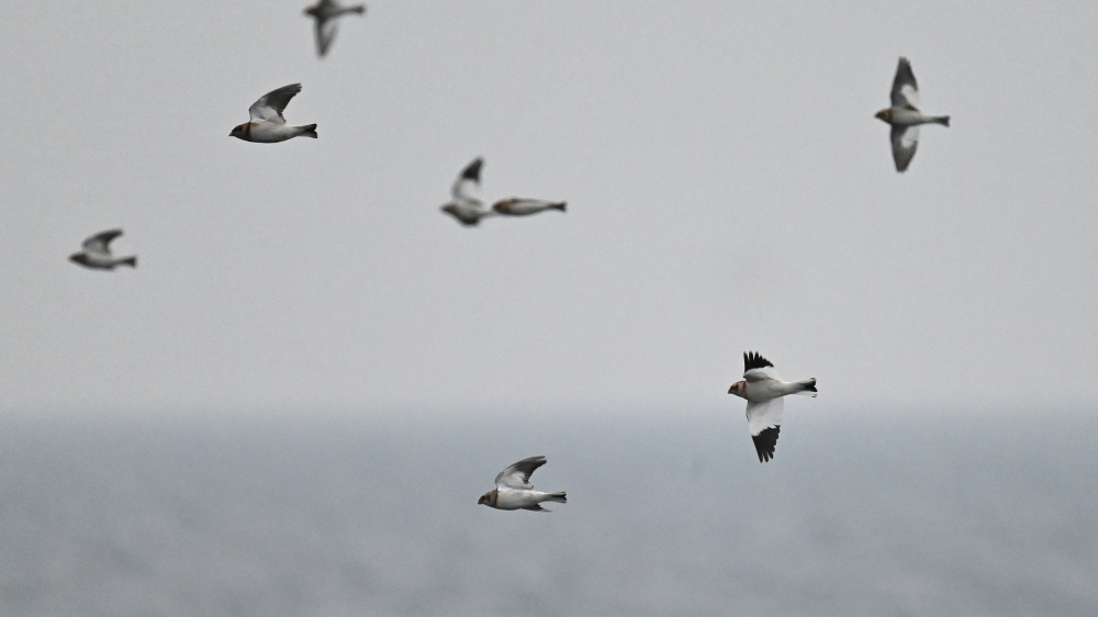 GFU dec Snespurve 3301