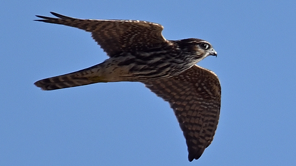 GFU fre dværgf 3116