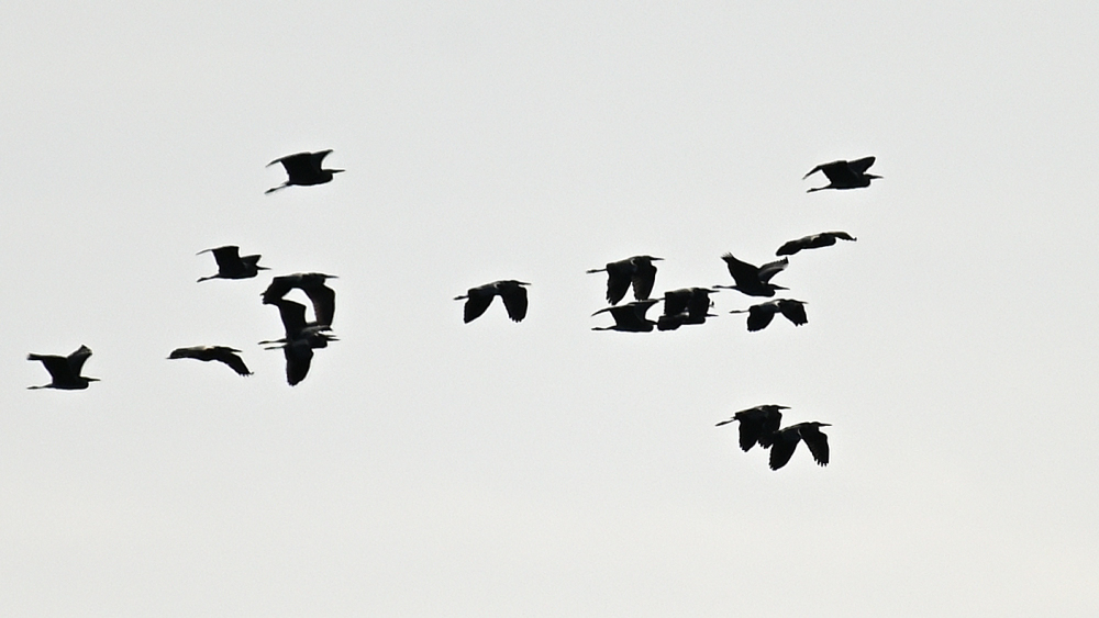 GFU man Fiskehejrer 3055