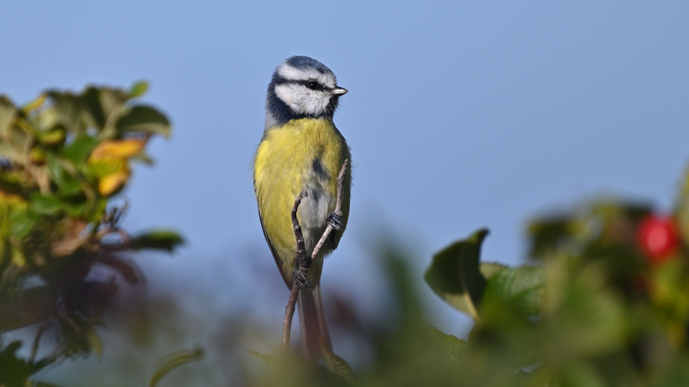 GFU man Fiskehejrer 3056