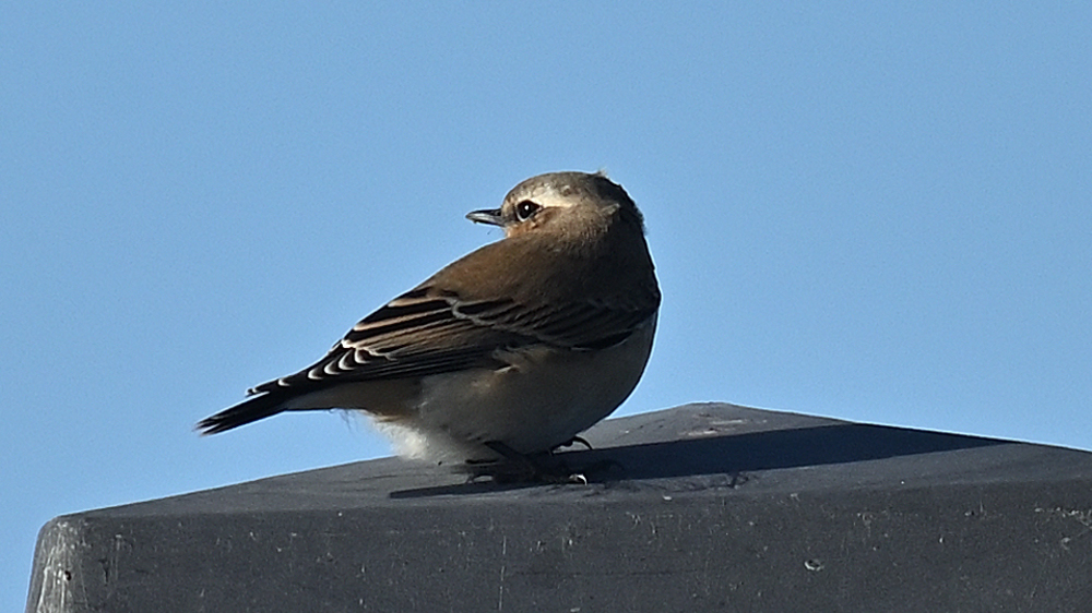 GFU man Fiskehejrer 3057